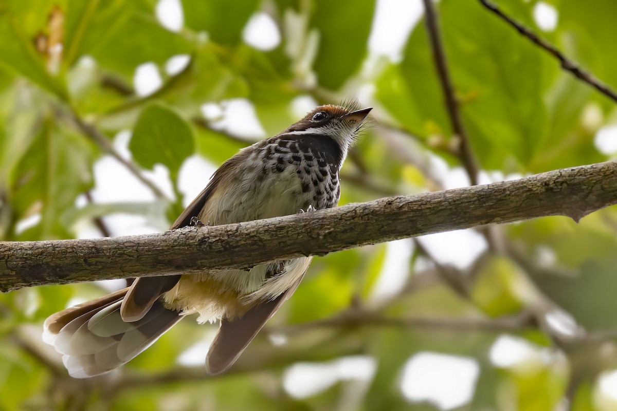 Louisiade Fantail - ML640258585