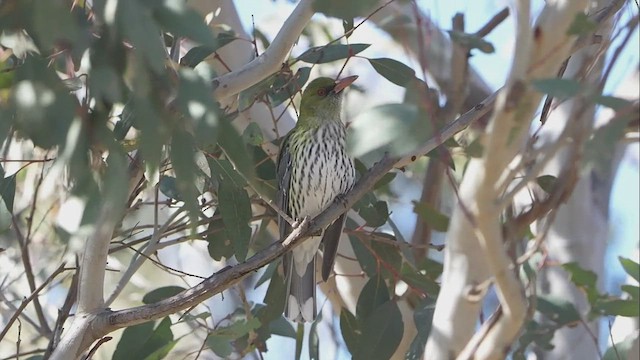 Olive-backed Oriole - ML640258589