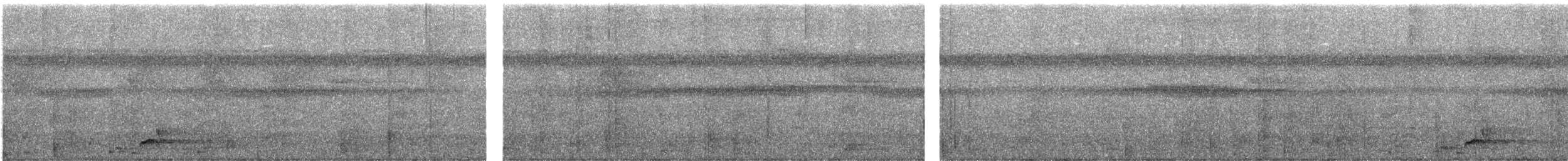Loriot d'Halmahera - ML640258599