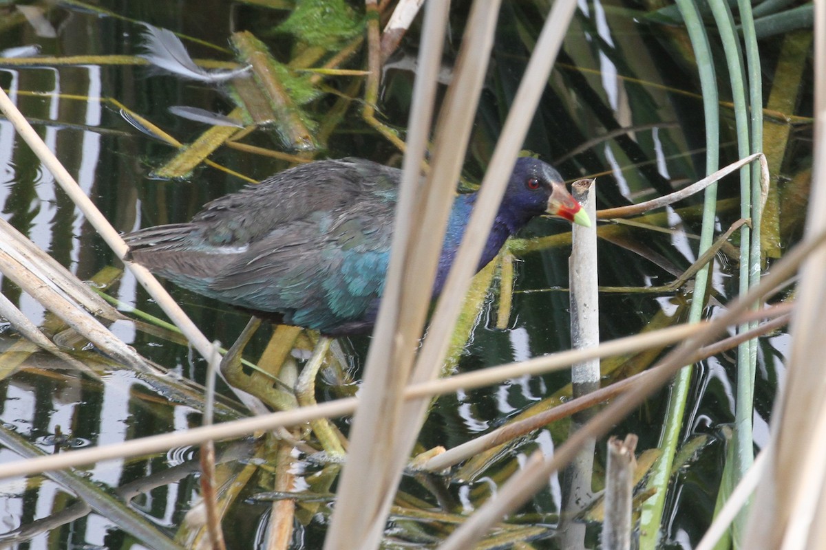 Purple Gallinule - ML640258700