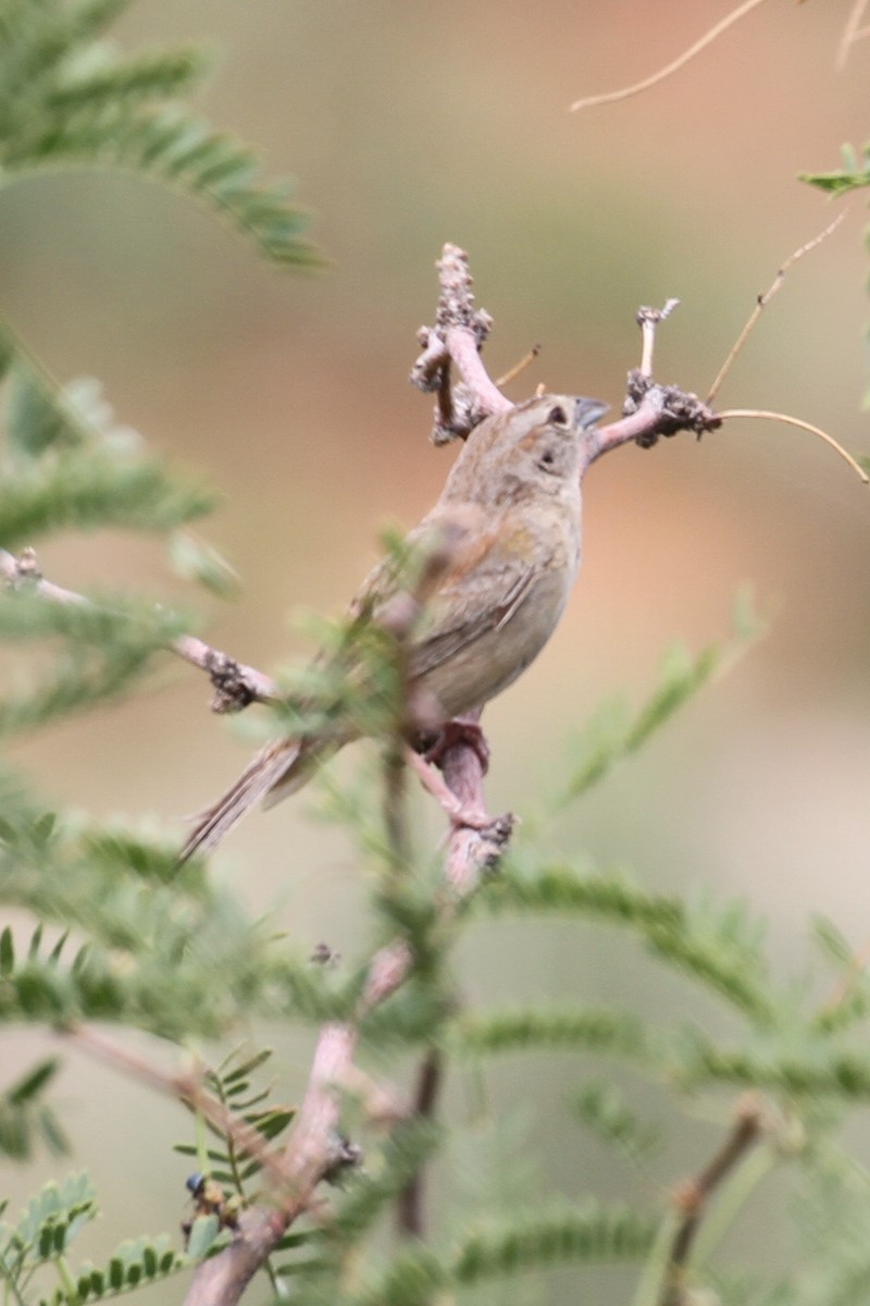 Botteri's Sparrow - ML640258707