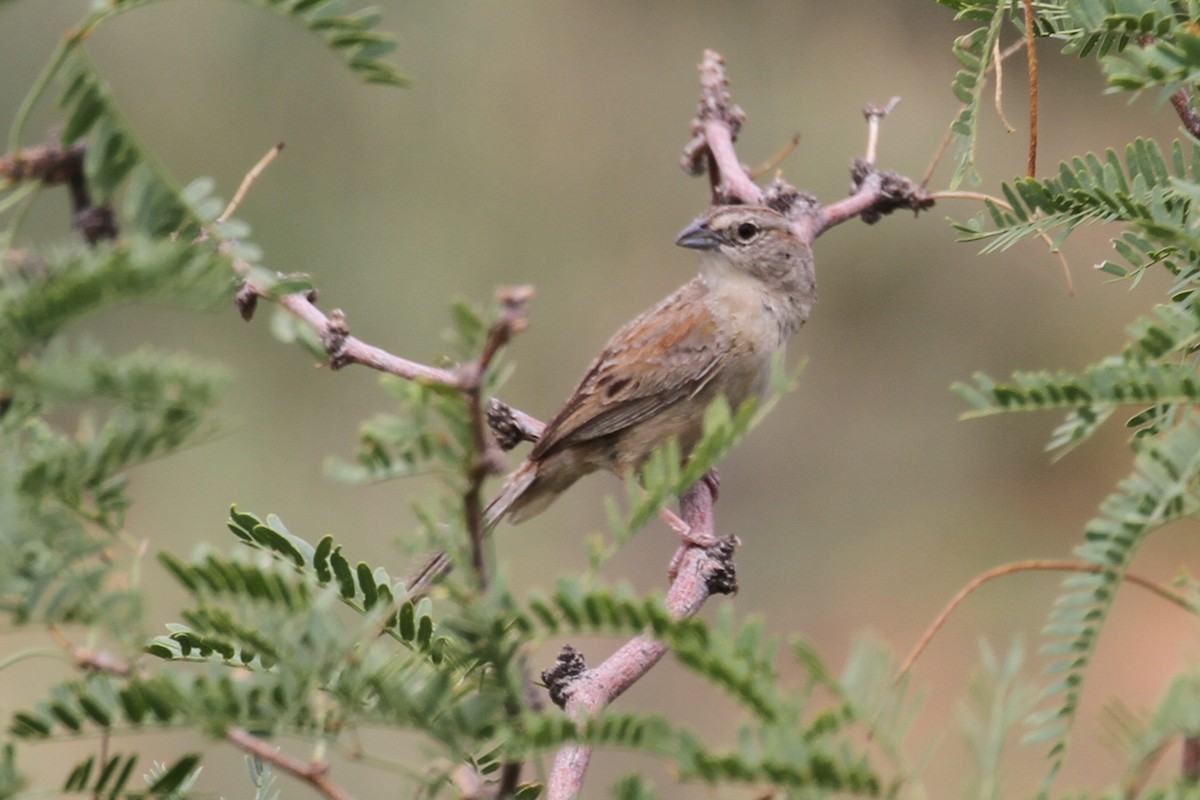 Botteri's Sparrow - ML640258708