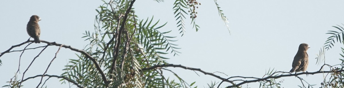 Blue Grosbeak - ML640258802