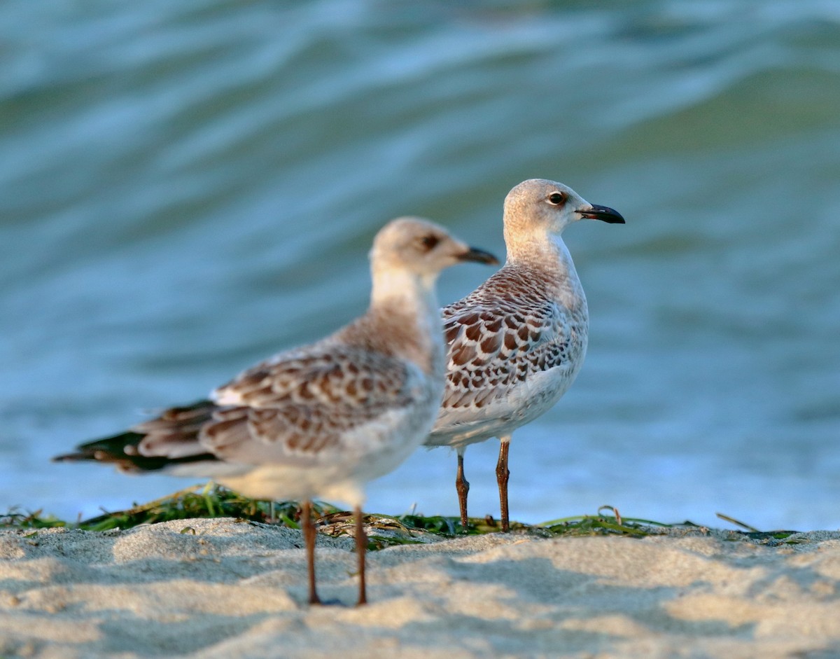 Mediterranean Gull - ML640258865
