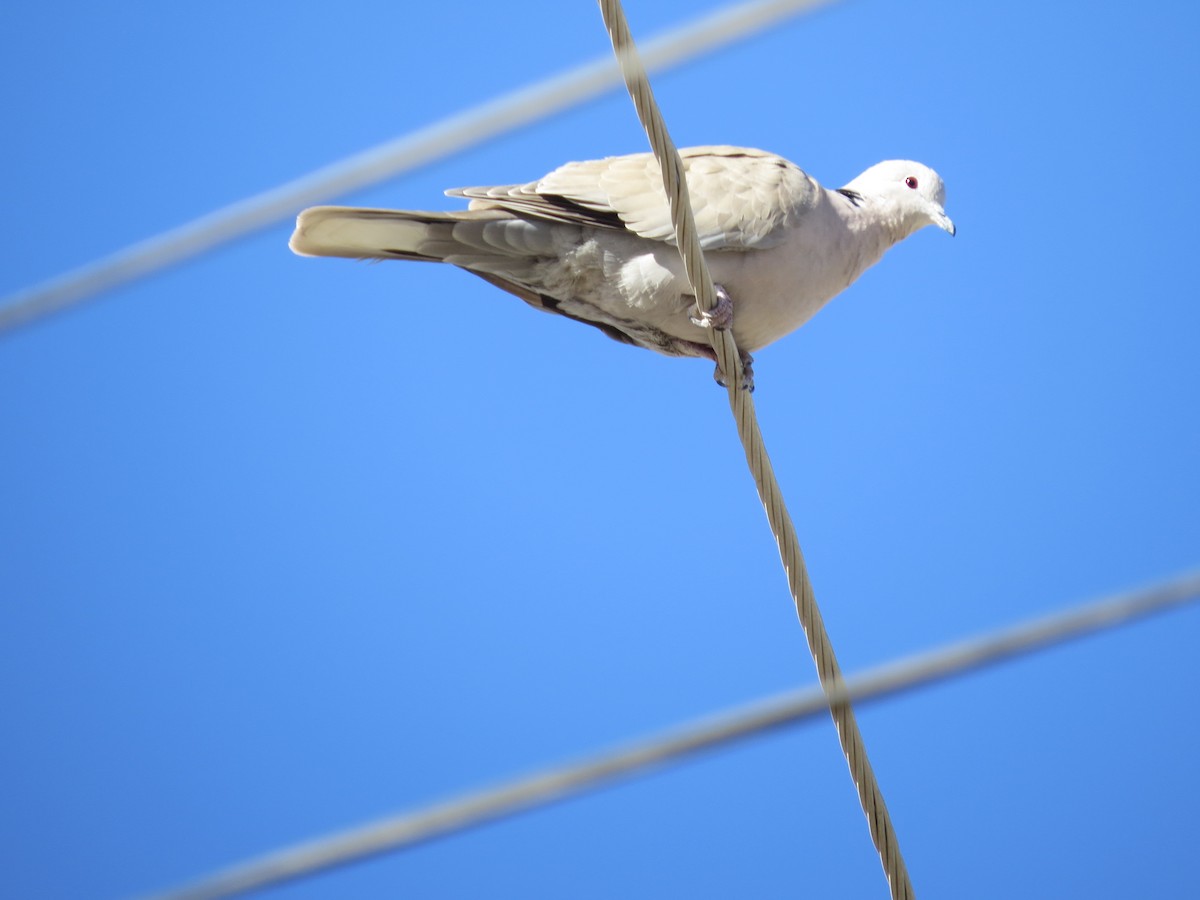 Eurasian Collared-Dove - ML640258930