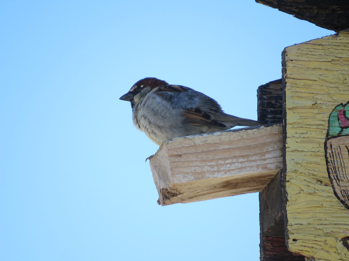 House Sparrow - ML640258937