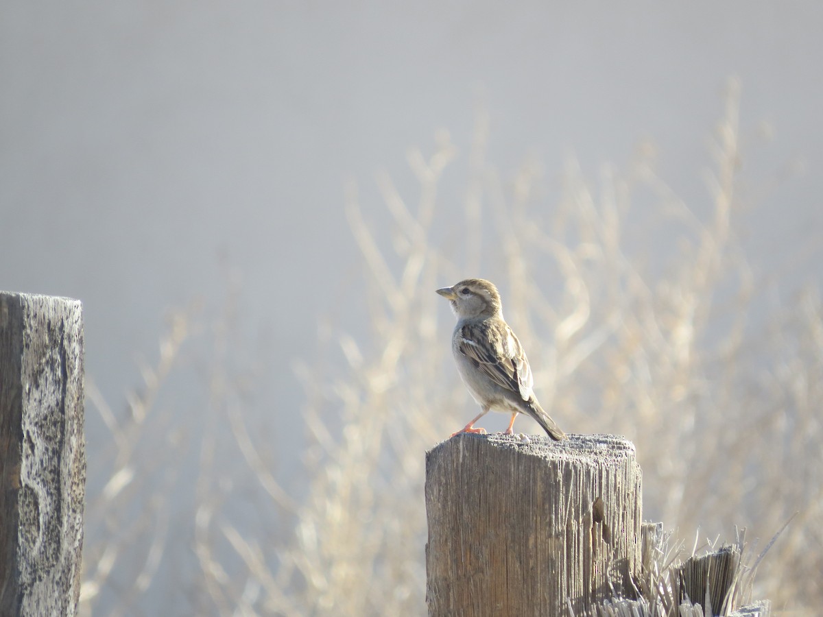 House Sparrow - ML640258938