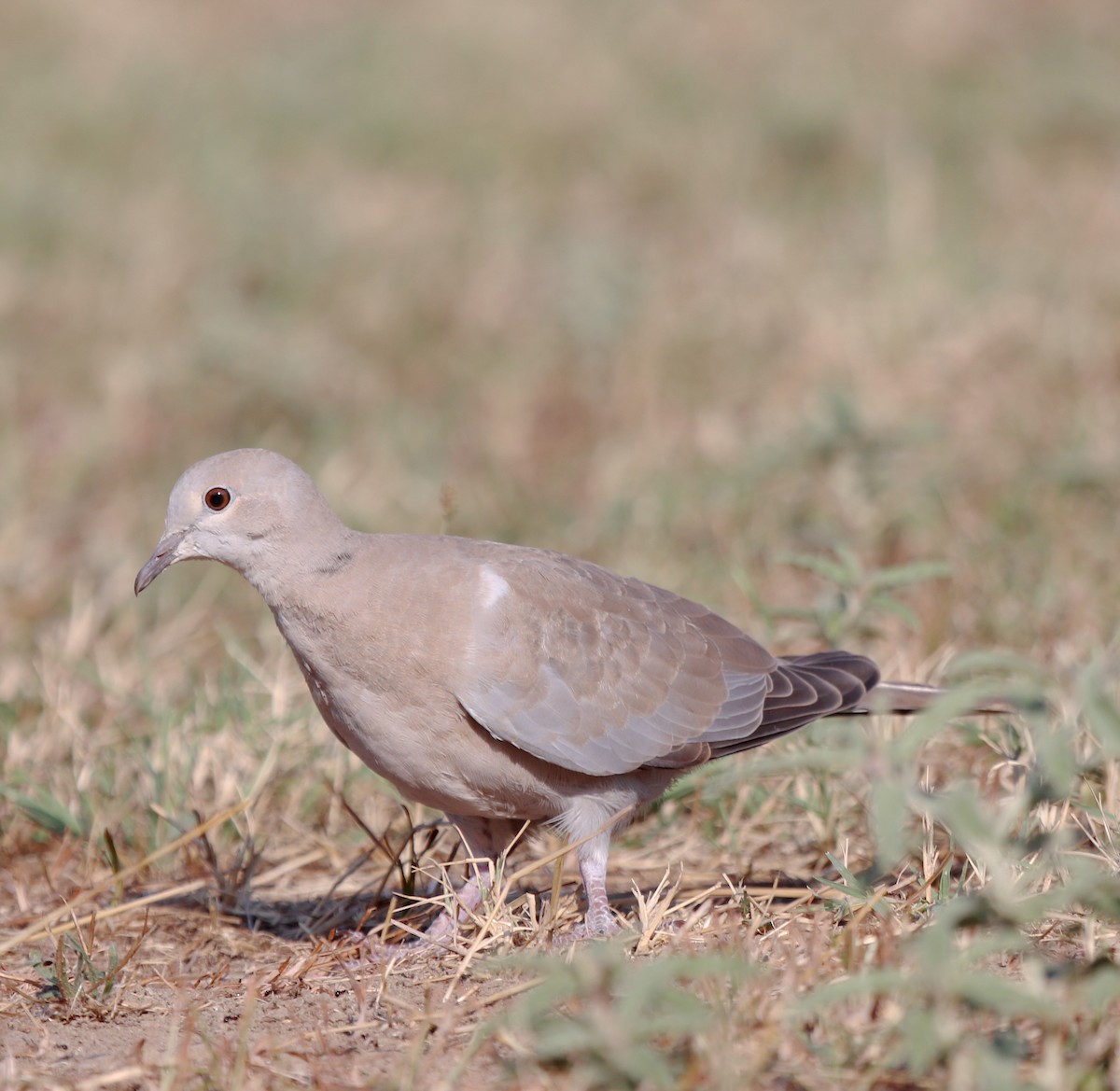 Eurasian Collared-Dove - ML640258984