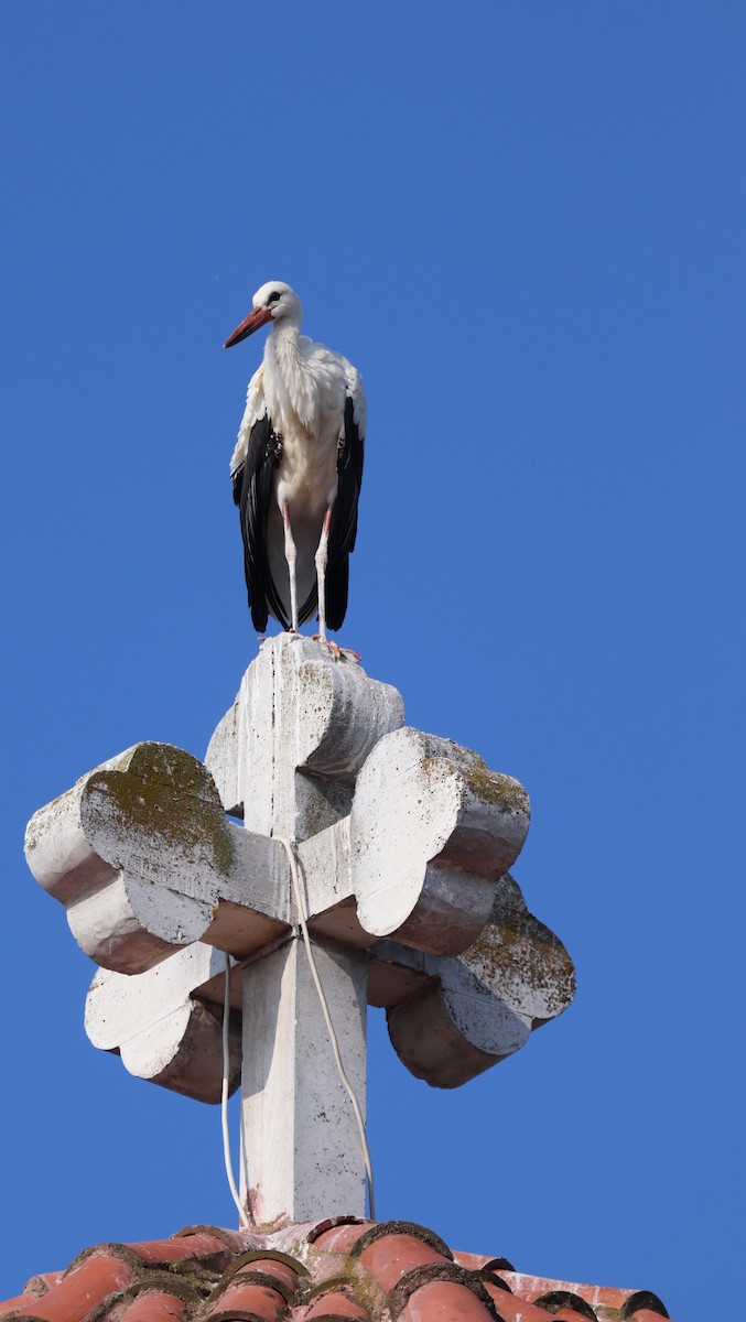White Stork - ML640258989