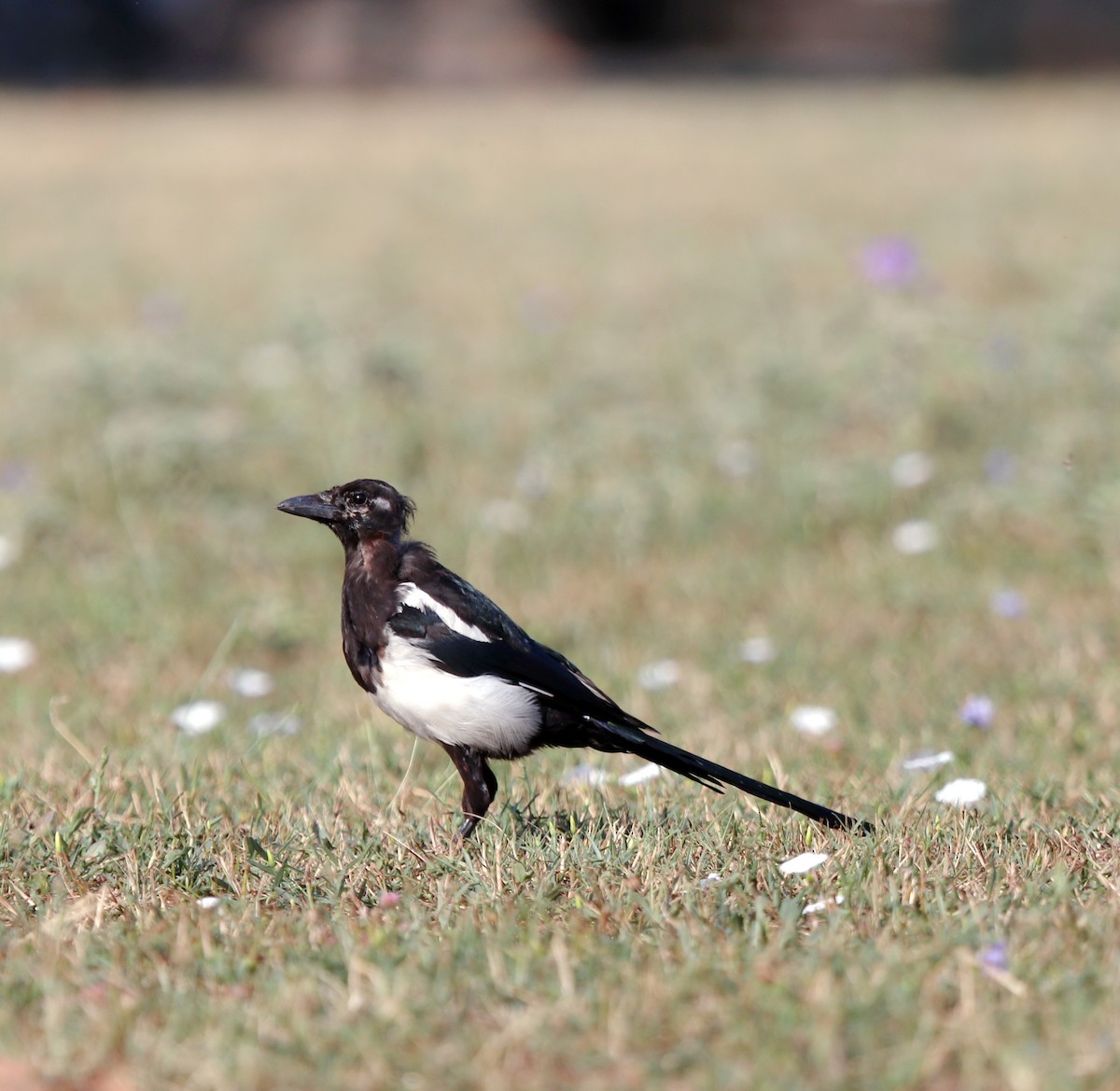 Eurasian Magpie - ML640258990