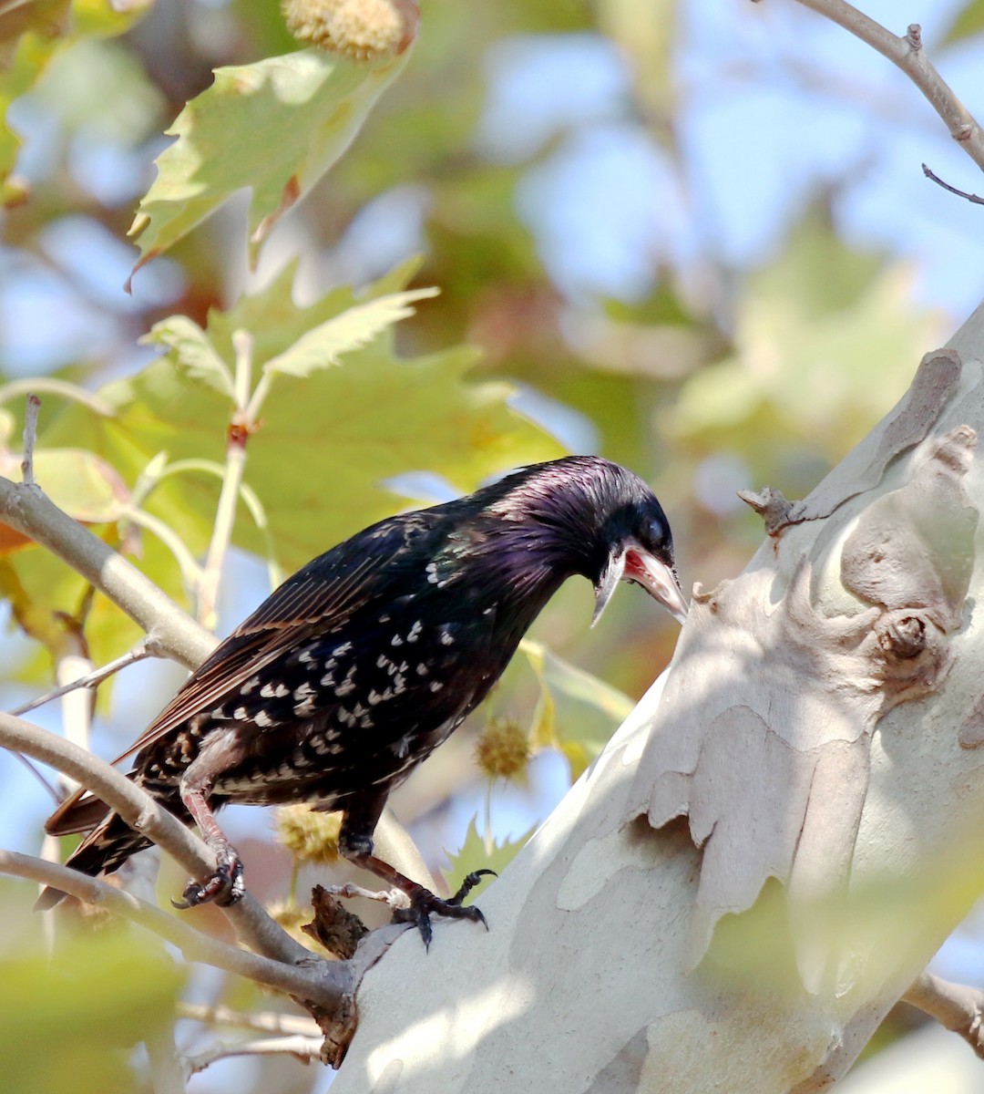 European Starling - ML640258993