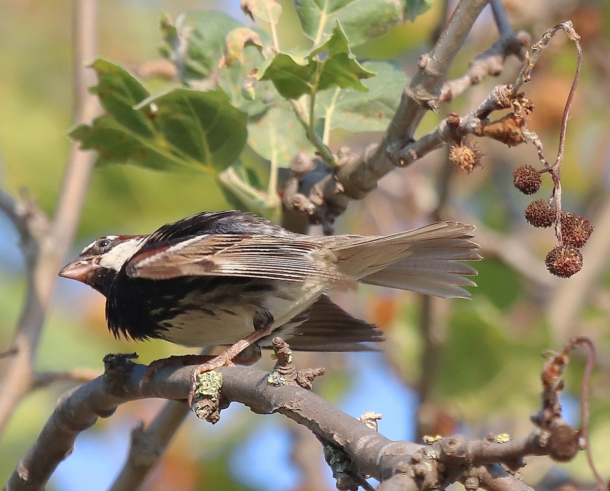 Spanish Sparrow - ML640258998