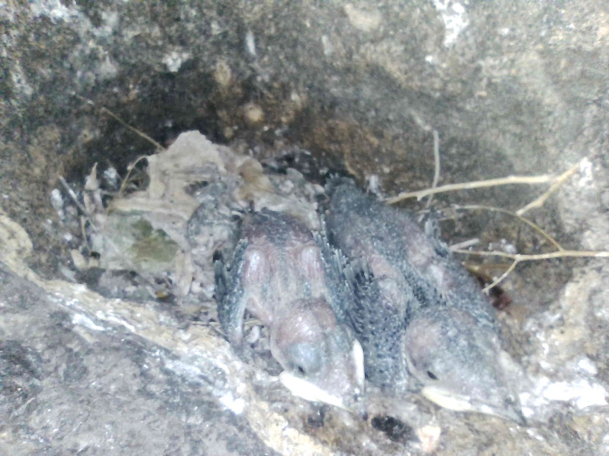 jiřička modrolesklá (ssp. hesperia) - ML640259044