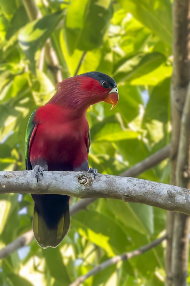 Purple-bellied Lory - ML640259047