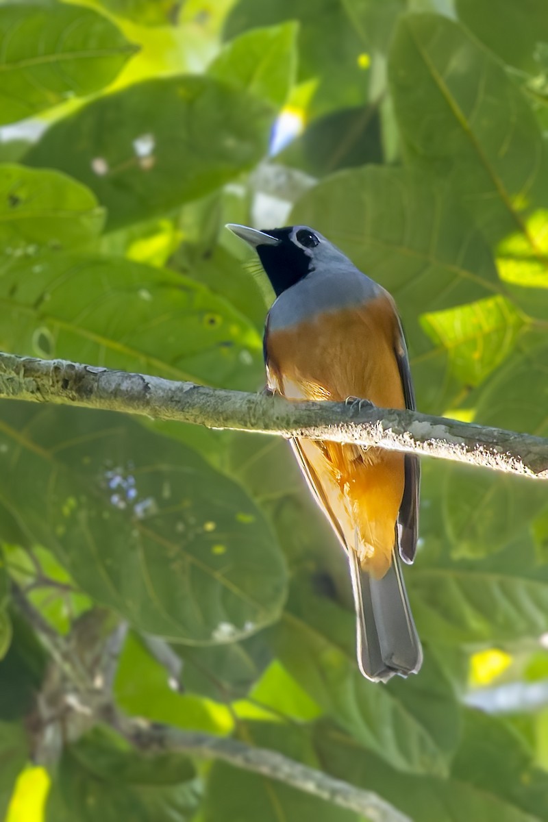 Black-faced Monarch - ML640259049