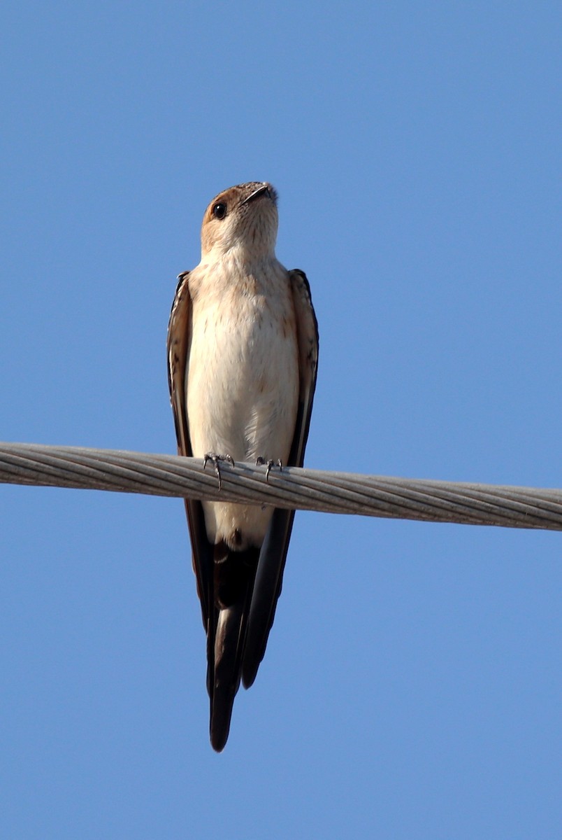 European Red-rumped Swallow - ML640259050