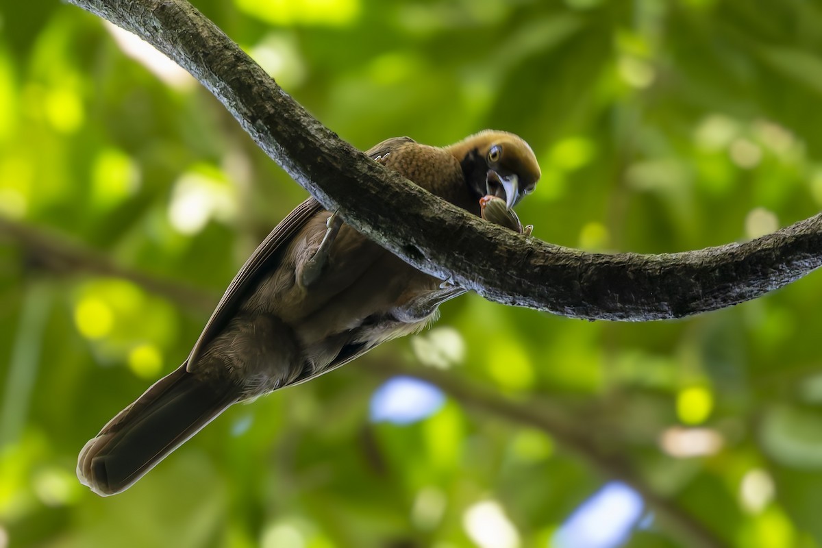 Goldie's Bird-of-Paradise - ML640259056