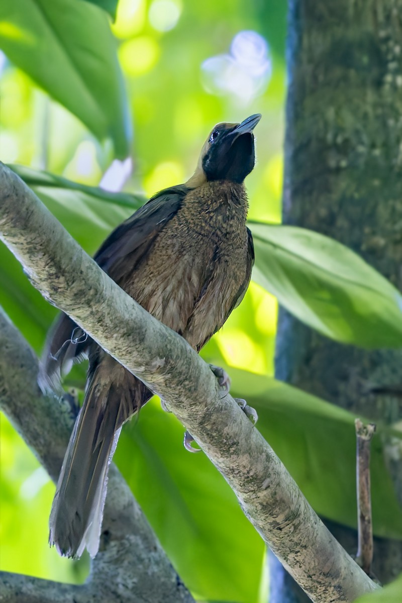 Goldie's Bird-of-Paradise - ML640259057