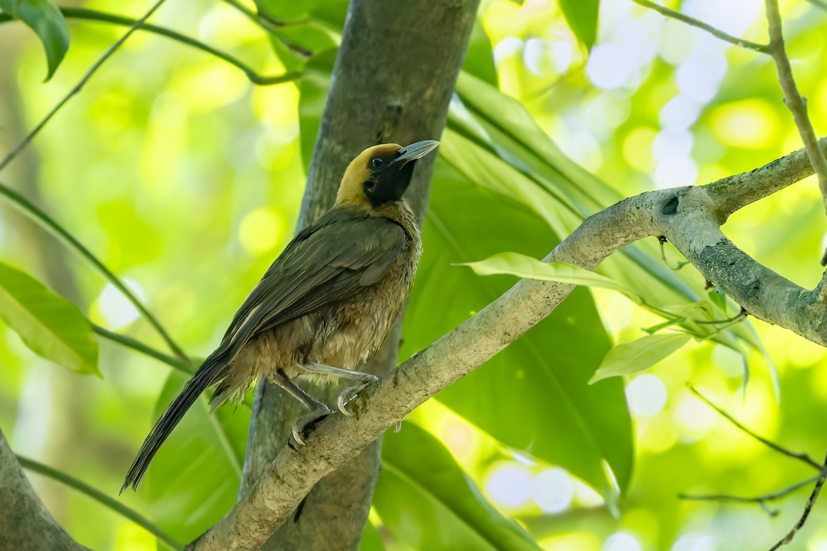 Goldie's Bird-of-Paradise - ML640259058