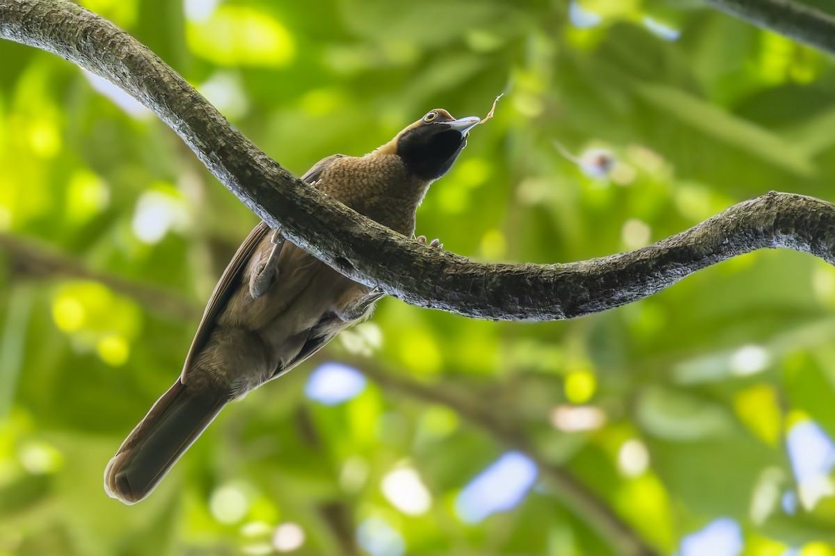 Goldie's Bird-of-Paradise - ML640259059