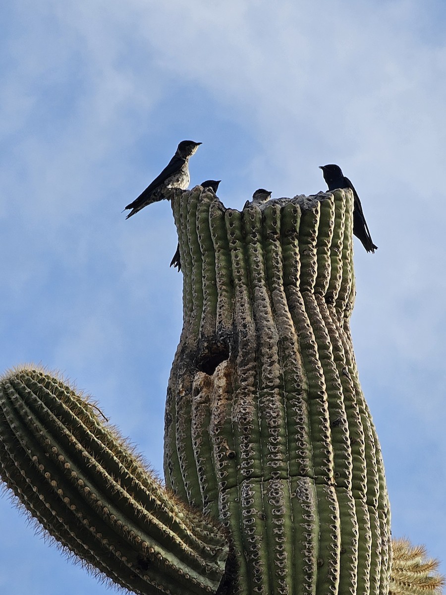 jiřička modrolesklá (ssp. hesperia) - ML640259067