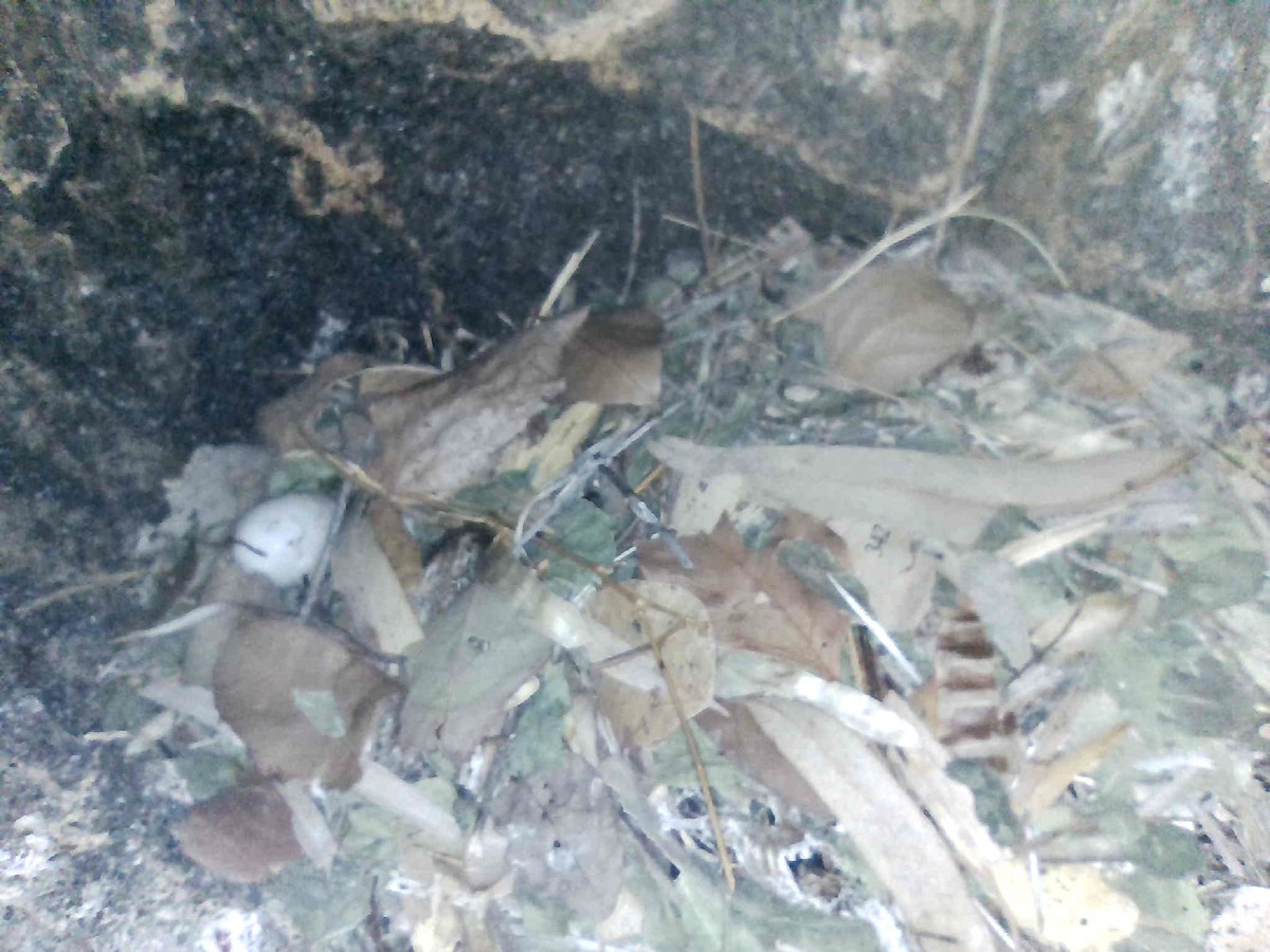 jiřička modrolesklá (ssp. hesperia) - ML640259070