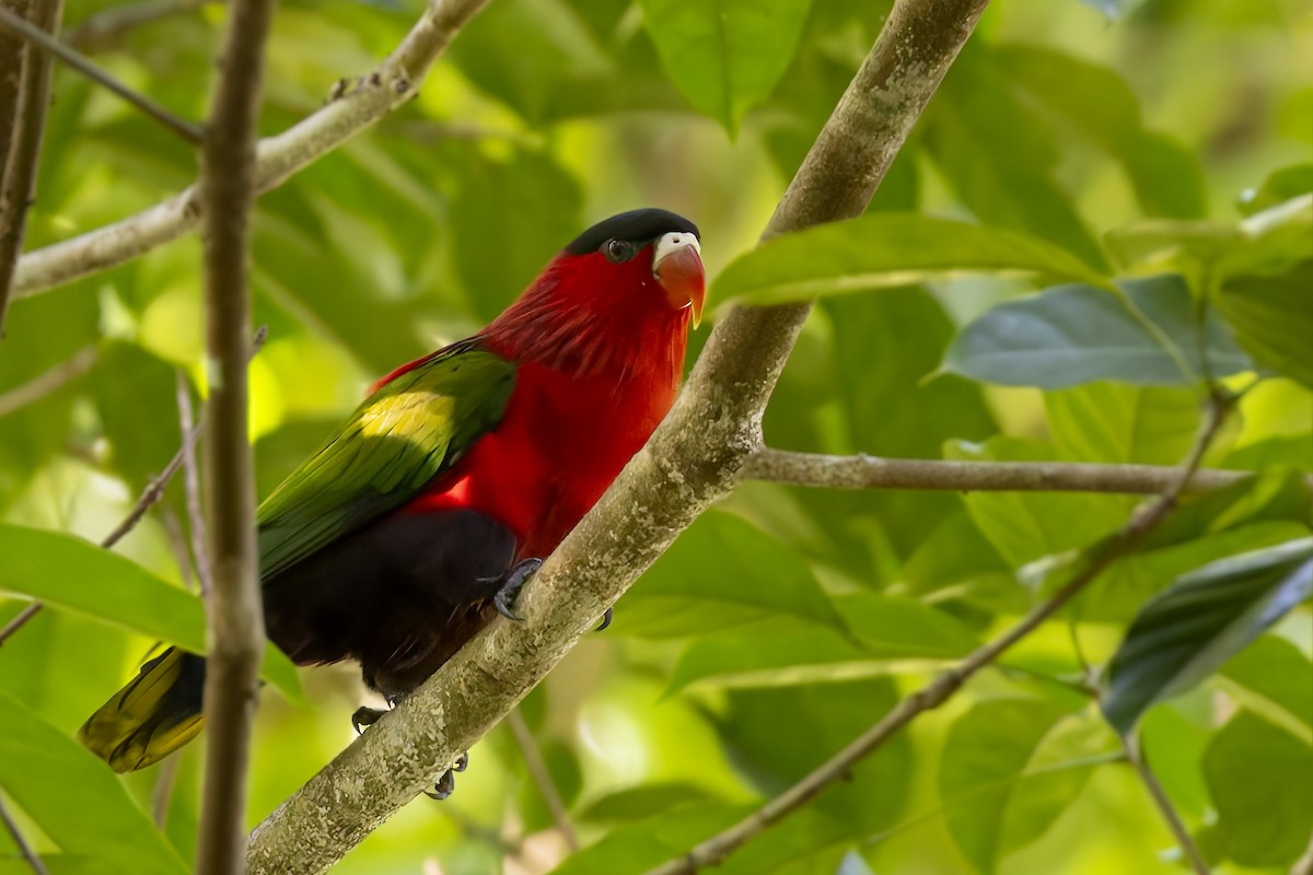 Purple-bellied Lory - ML640259074