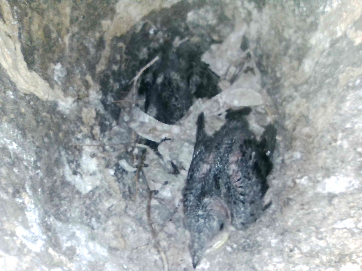 jiřička modrolesklá (ssp. hesperia) - ML640259086