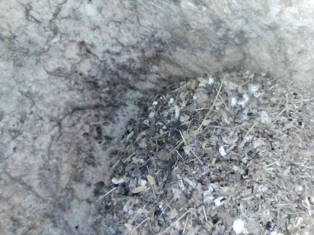 jiřička modrolesklá (ssp. hesperia) - ML640259098