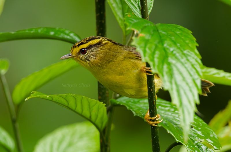 Yellow-throated Fulvetta - ML640259100