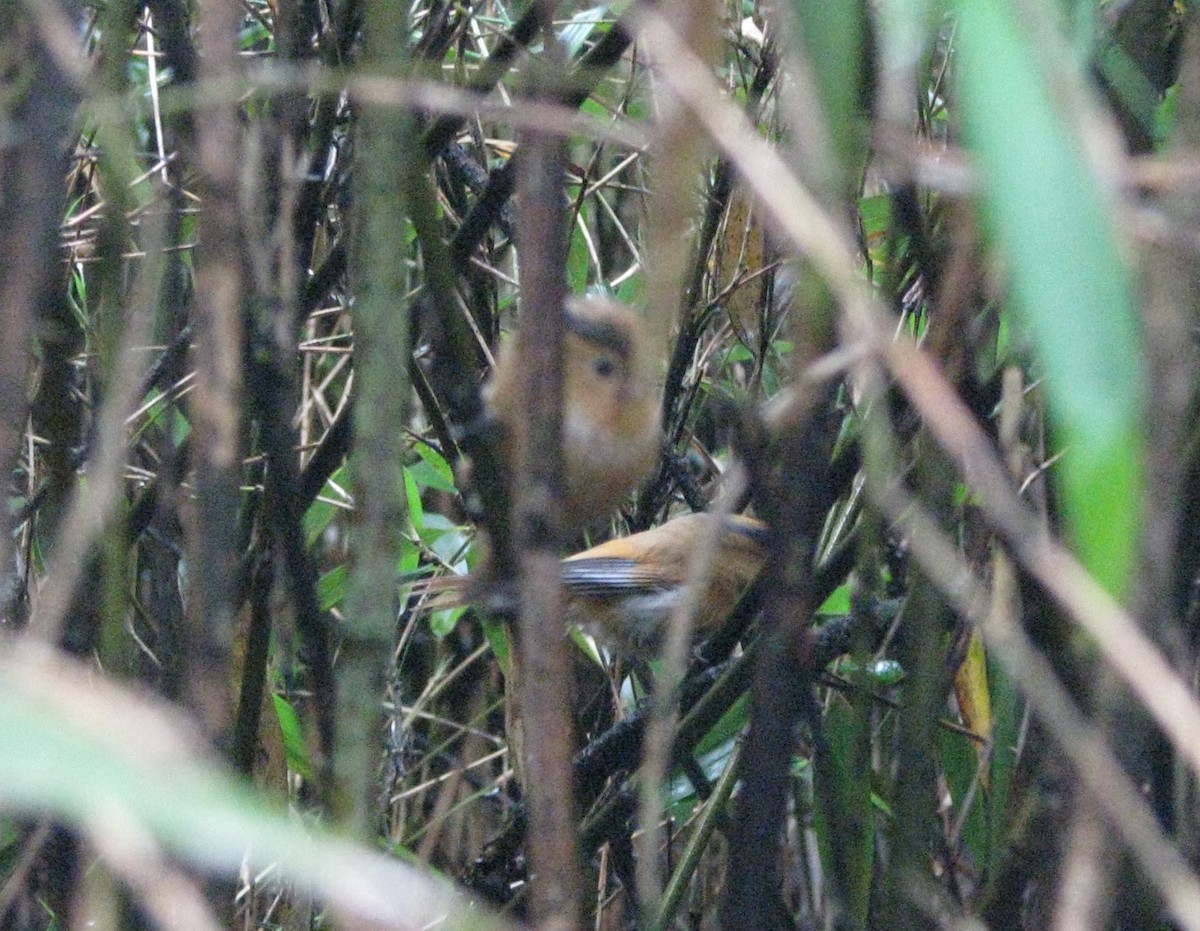 Fulvous Parrotbill - ML640259123