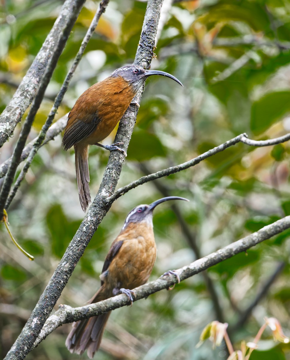 Slender-billed Scimitar-Babbler - ML640259142