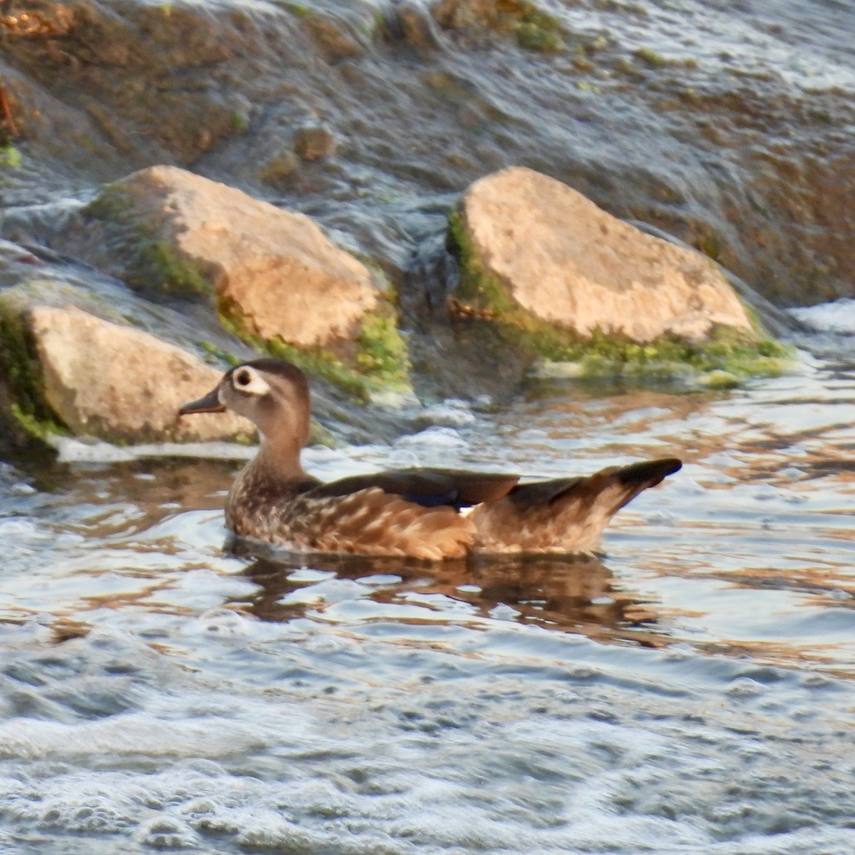 Wood Duck - ML640259143