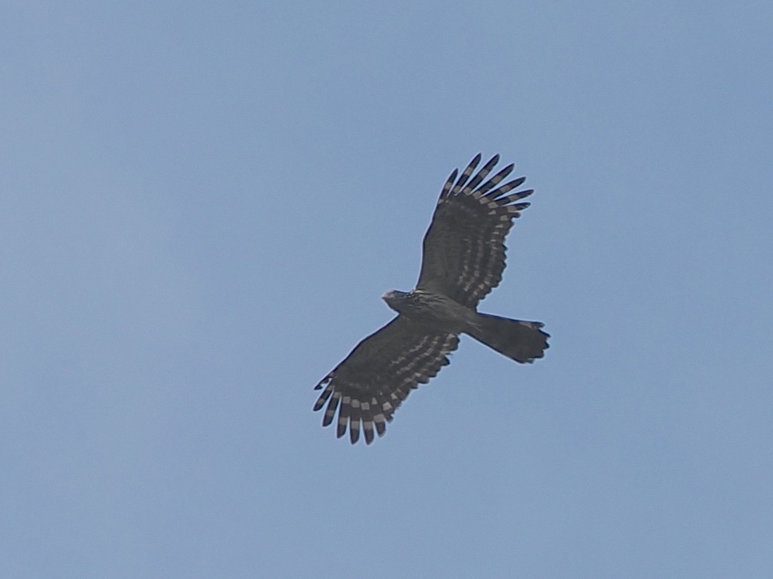 Long-tailed Honey-buzzard - ML640259146