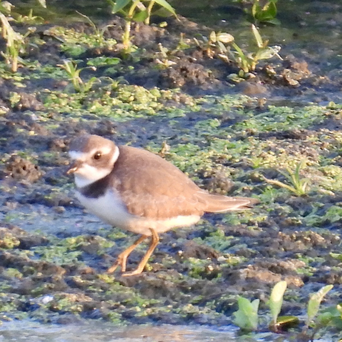 Semipalmated Plover - ML640259158