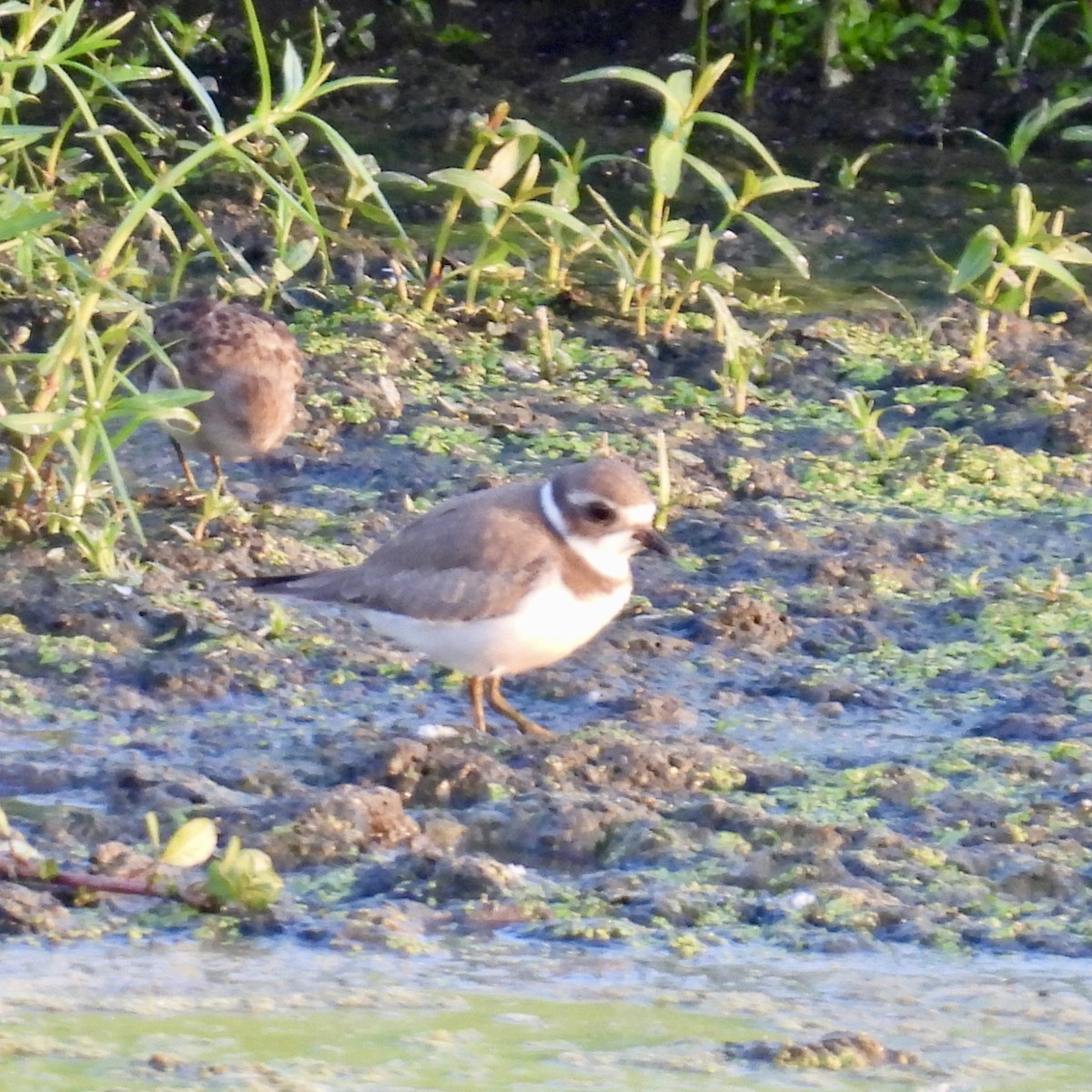 Semipalmated Plover - ML640259159