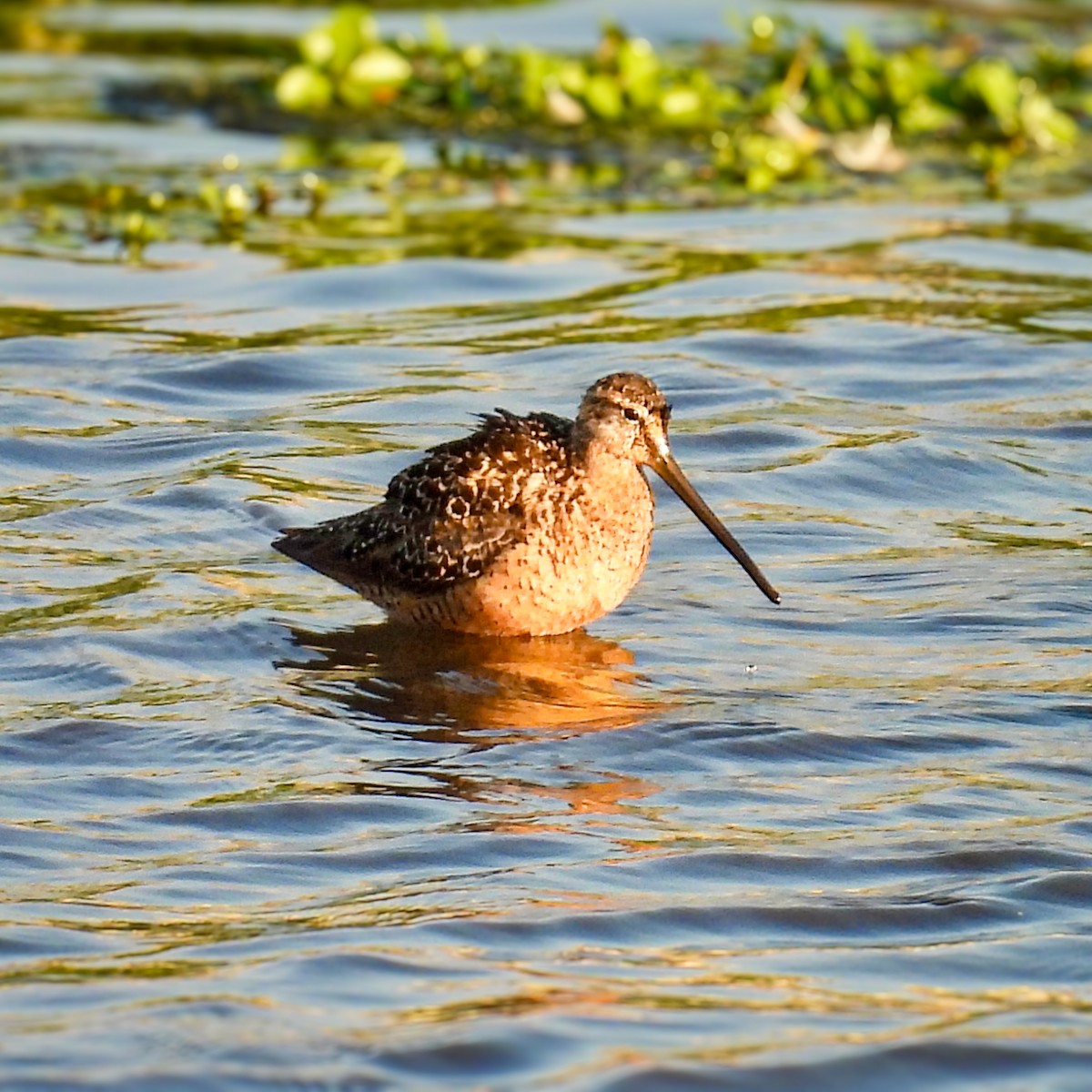 Long-billed Dowitcher - ML640259166