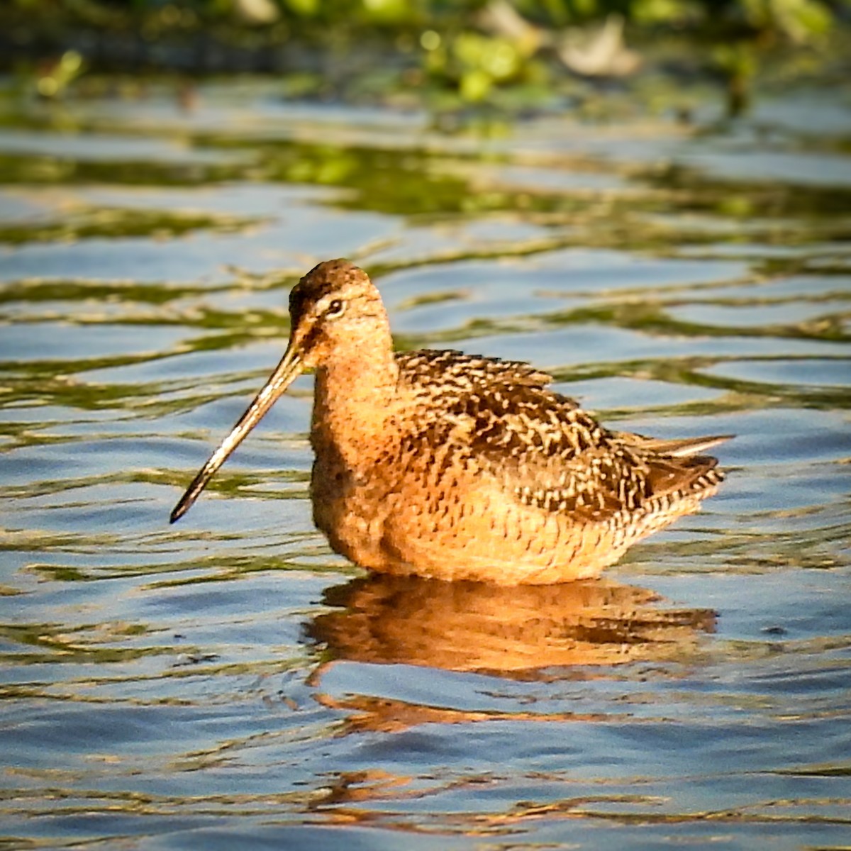Long-billed Dowitcher - ML640259167