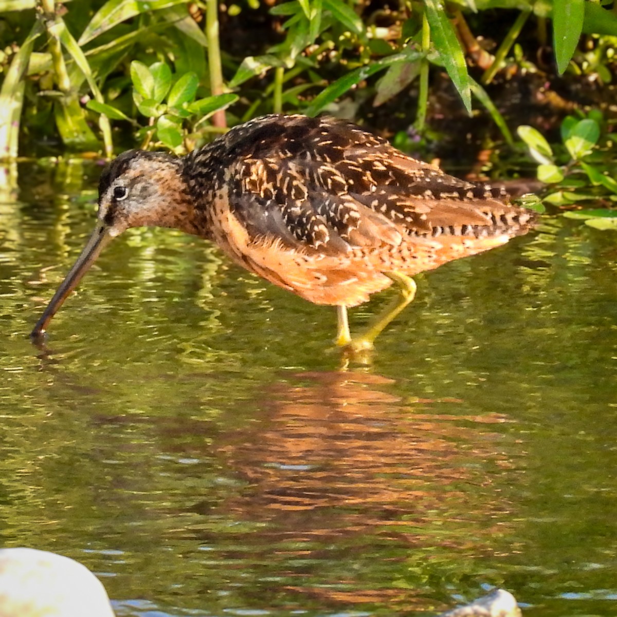 Long-billed Dowitcher - ML640259168