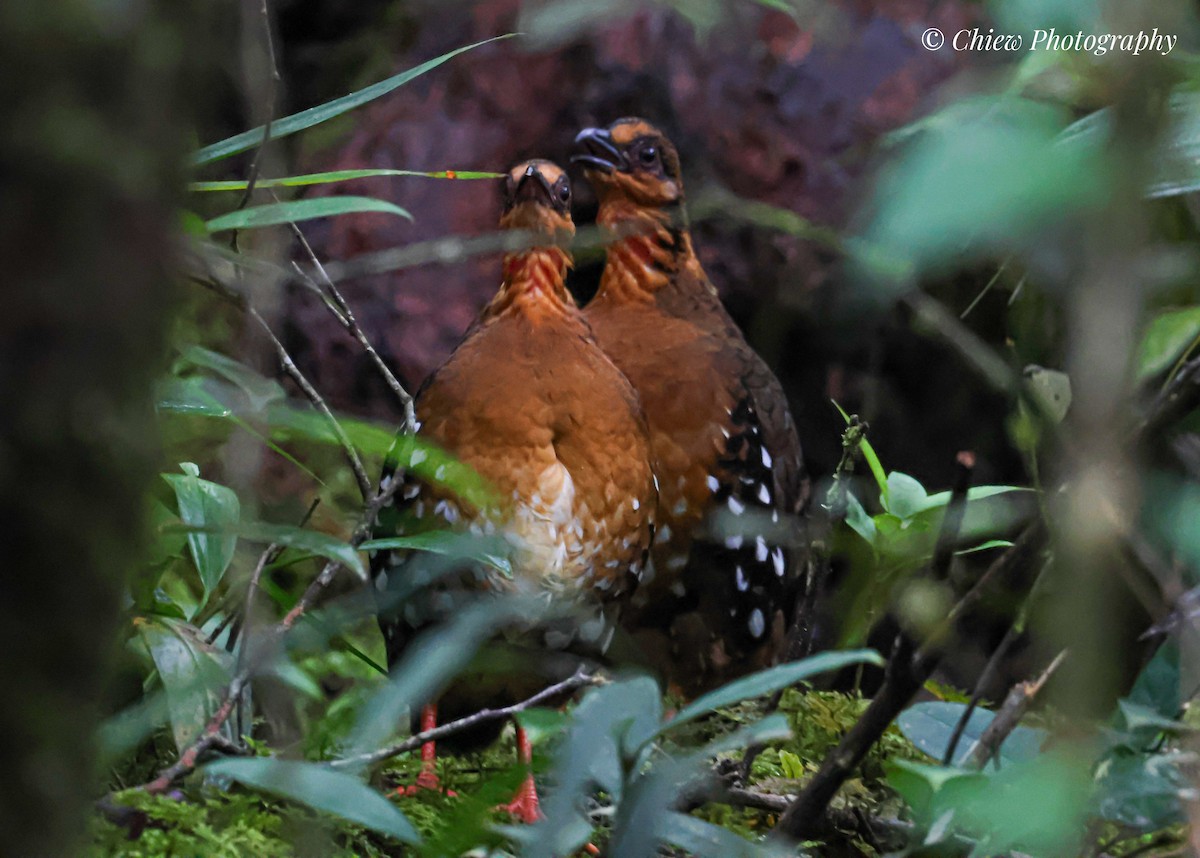 Red-breasted Partridge - ML640259190