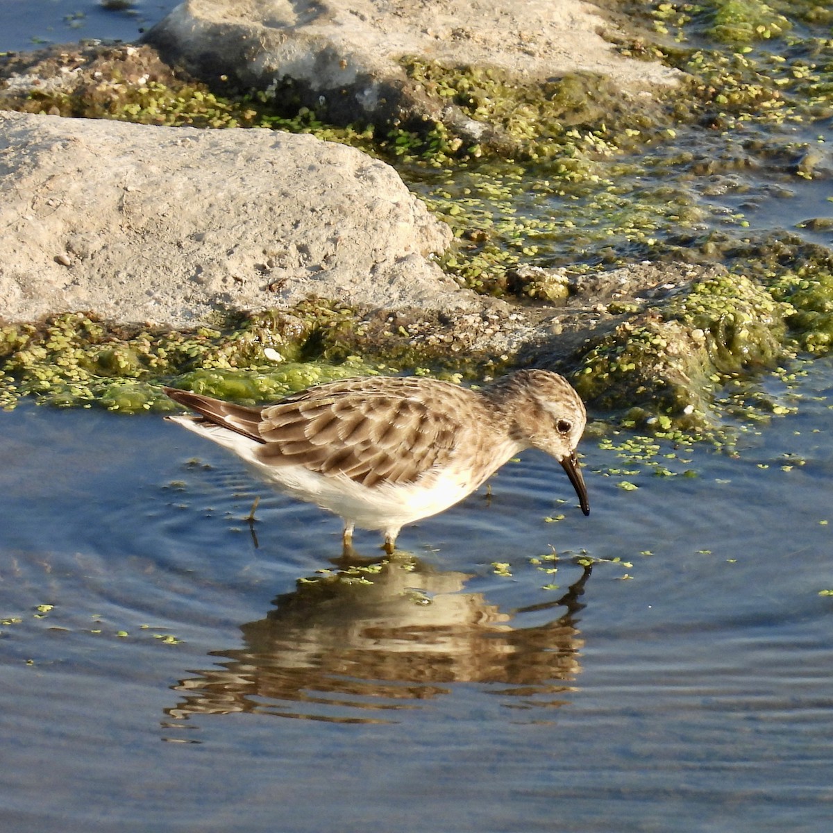 Least Sandpiper - ML640259191