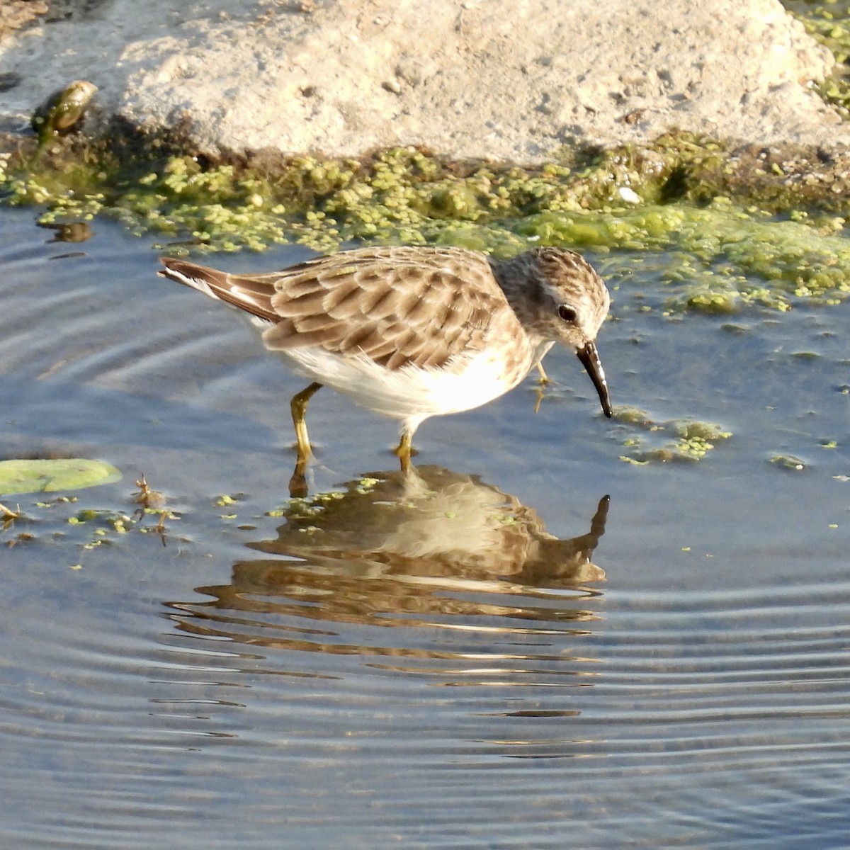 Least Sandpiper - ML640259192