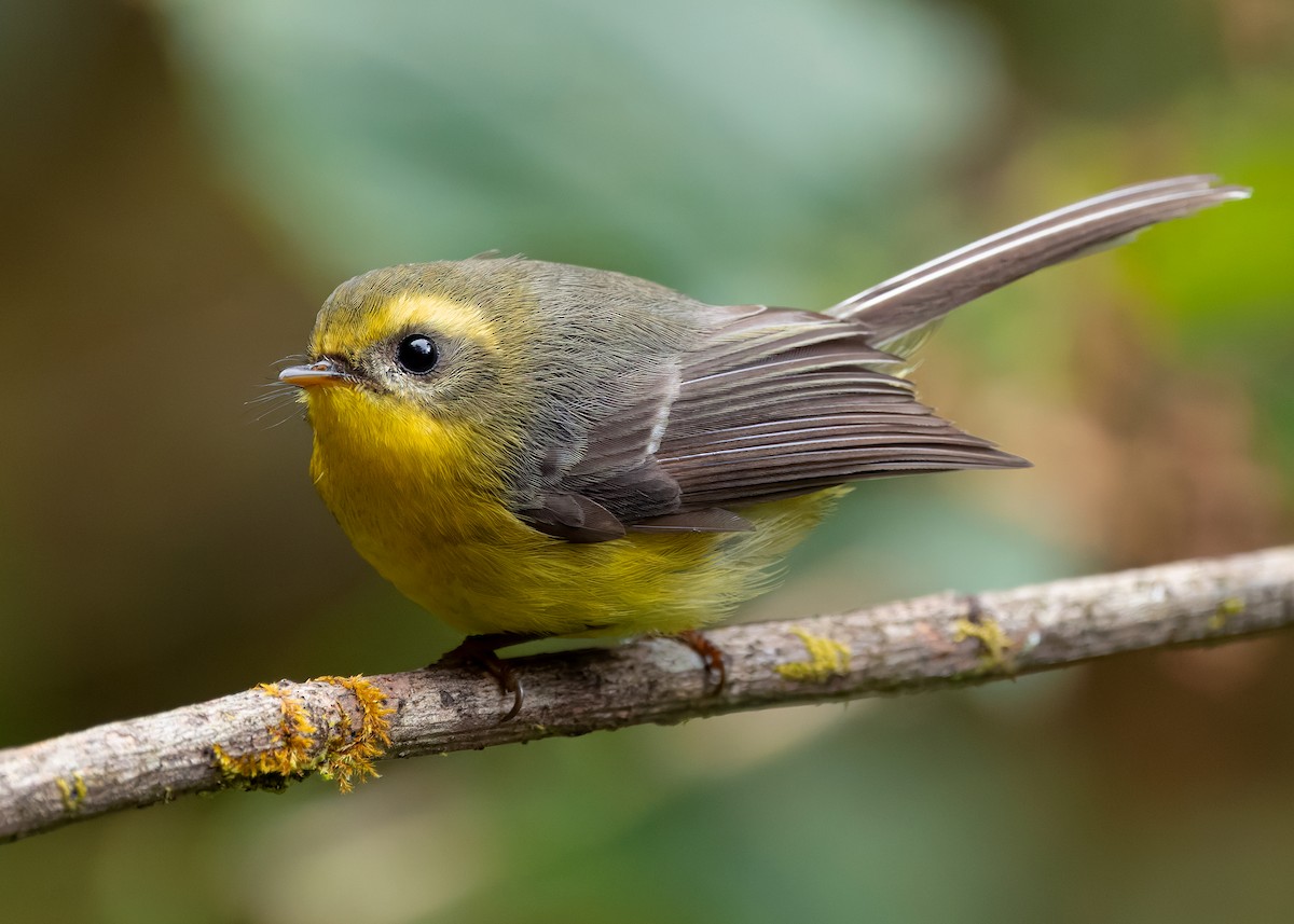 Yellow-bellied Fairy-Fantail - ML640259196