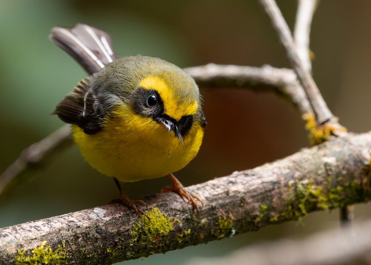 Yellow-bellied Fairy-Fantail - ML640259197
