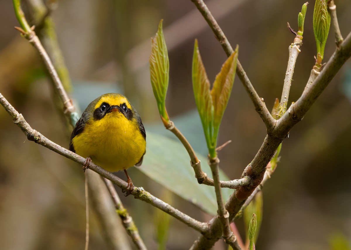 Yellow-bellied Fairy-Fantail - ML640259199