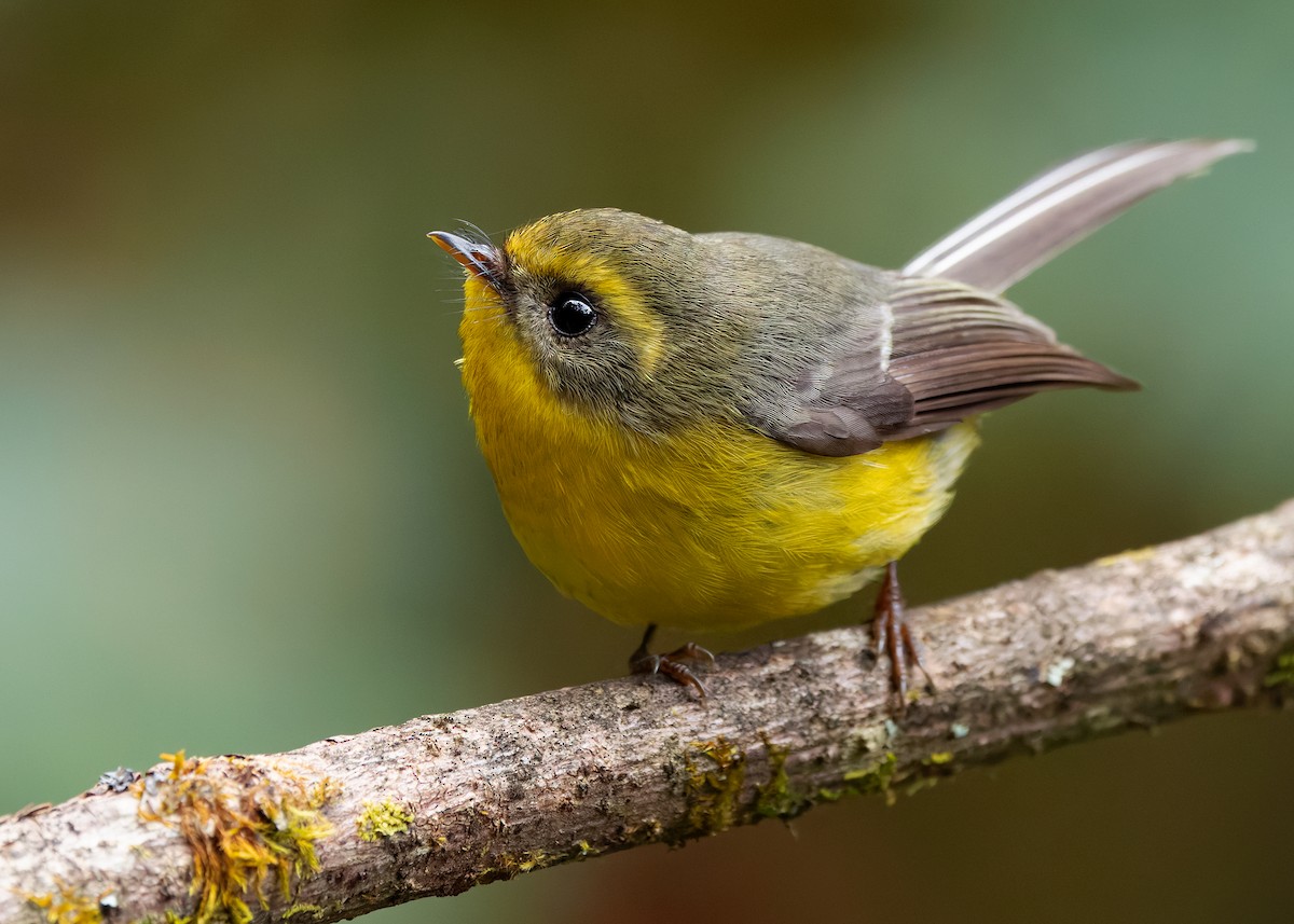 Yellow-bellied Fairy-Fantail - ML640259200