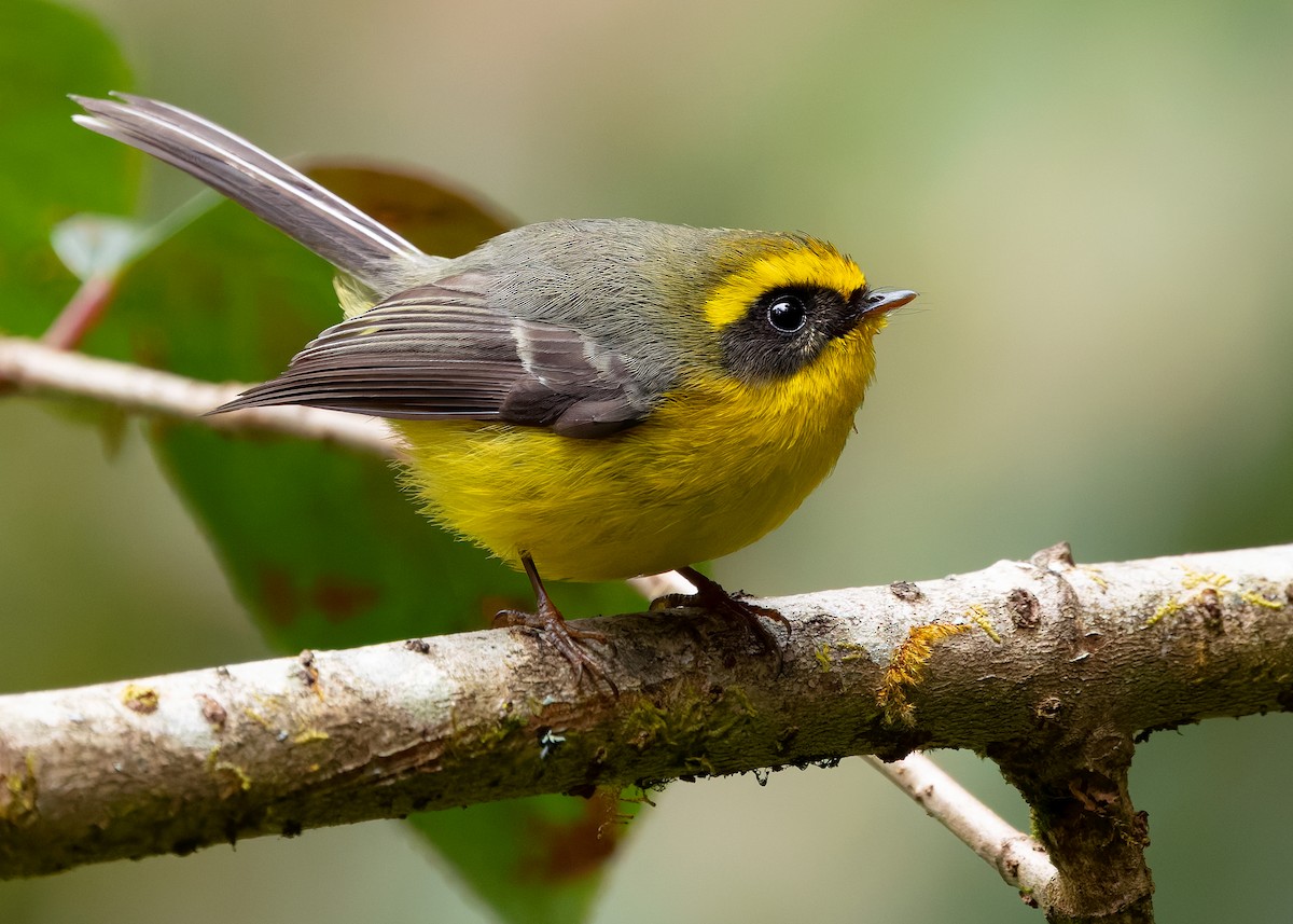 Yellow-bellied Fairy-Fantail - ML640259201