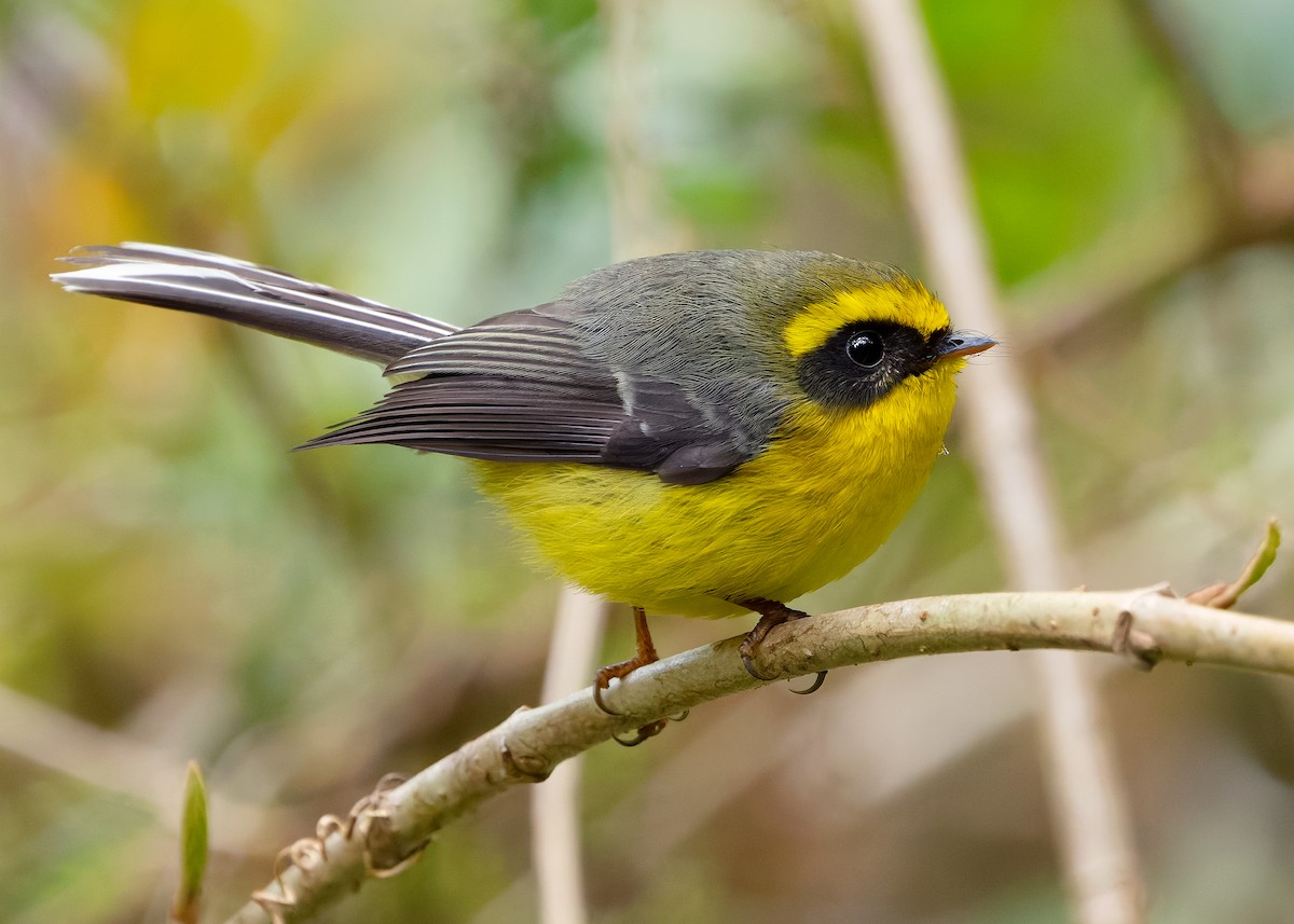 Yellow-bellied Fairy-Fantail - ML640259202