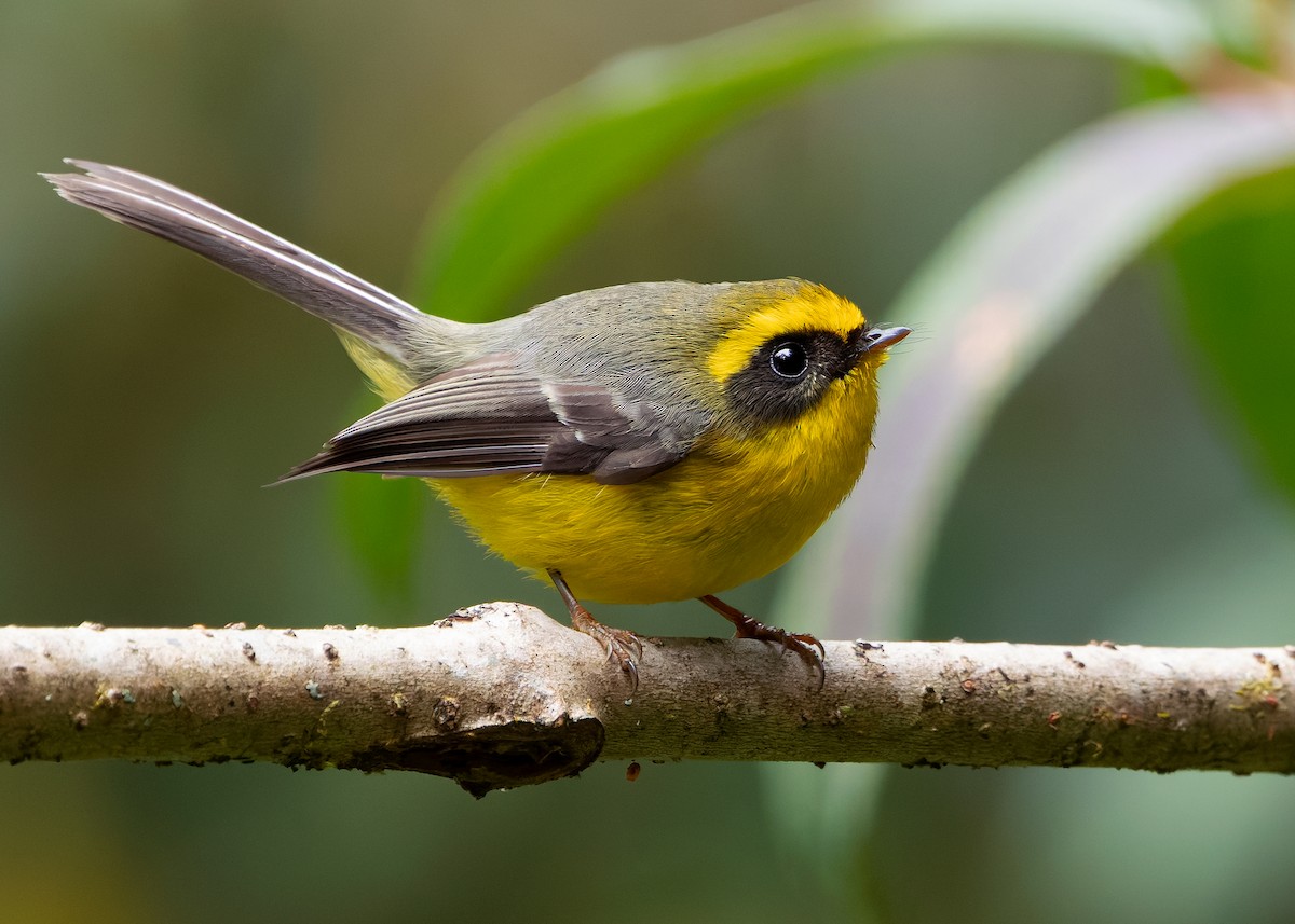 Yellow-bellied Fairy-Fantail - ML640259203