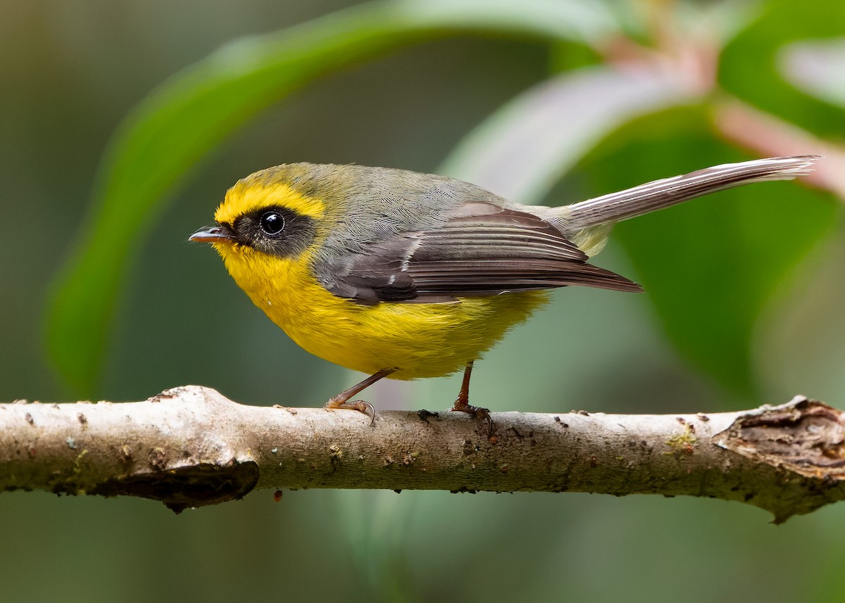Yellow-bellied Fairy-Fantail - ML640259204